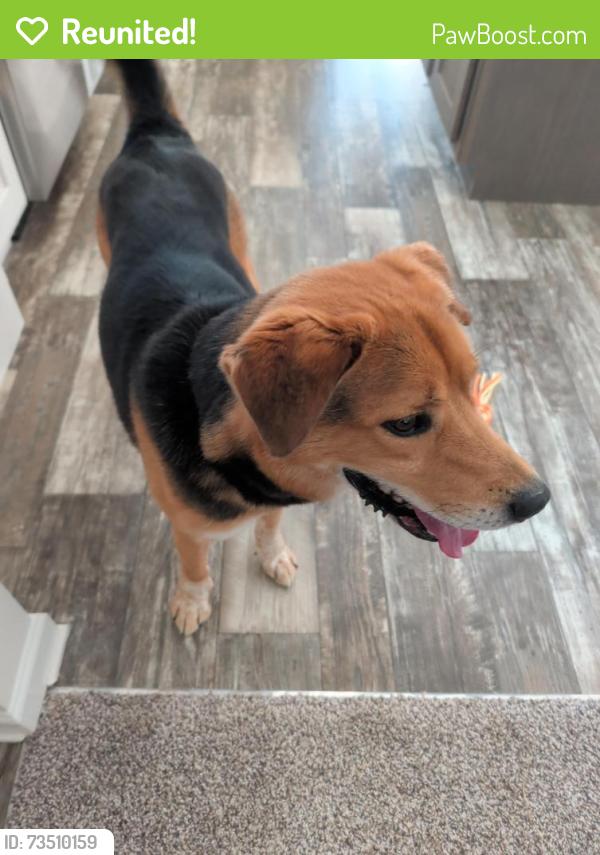 Reunited Male Dog last seen Towles mill rd, Spotsylvania, va, Spotsylvania County, VA 22551