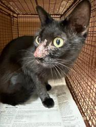 Shelter Stray Unknown Cat last seen Near Cabob Street, AUSTIN, TX, 78744, 7201 Levander Loop bldg a, Austin, TX 78702, USA