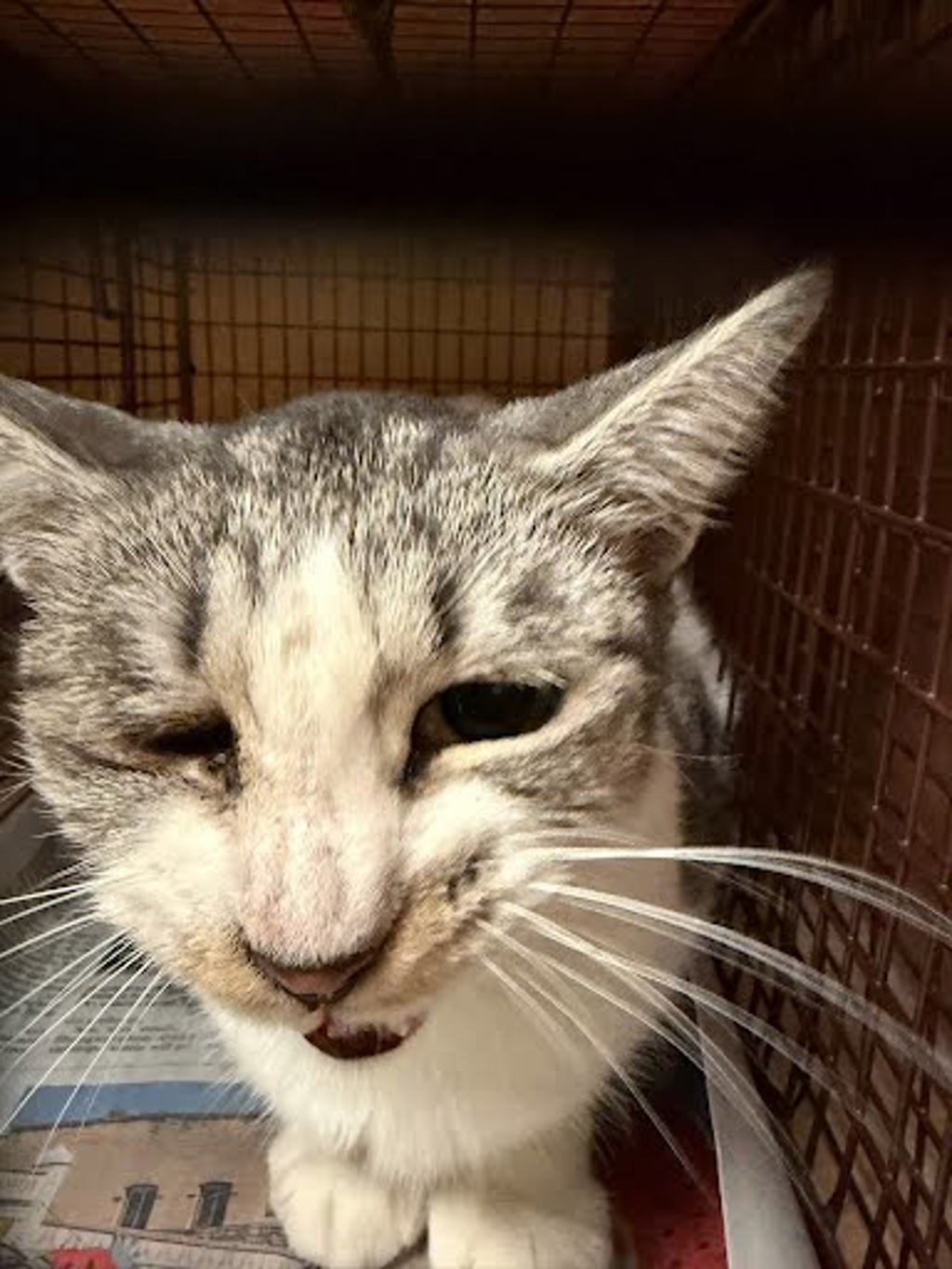 Shelter Stray Unknown Cat last seen Near Cabob Street, AUSTIN, TX, 78744, 7201 Levander Loop bldg a, Austin, TX 78702, USA