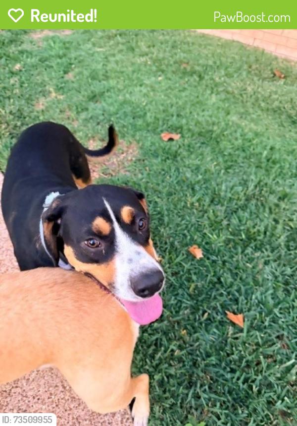 Reunited Male Dog last seen Highland Meadows Colleyville, Colleyville, TX 76034