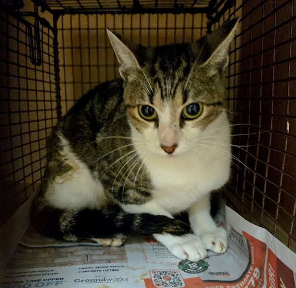 Shelter Stray Female Cat last seen Near Brownie Drive, AUSTIN, TX, 78753, 7201 Levander Loop bldg a, Austin, TX 78702, USA