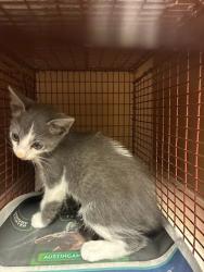 Shelter Stray Male Cat last seen Near Clayton Lane, AUSTIN, TX, 78723, 7201 Levander Loop bldg a, Austin, TX 78702, USA