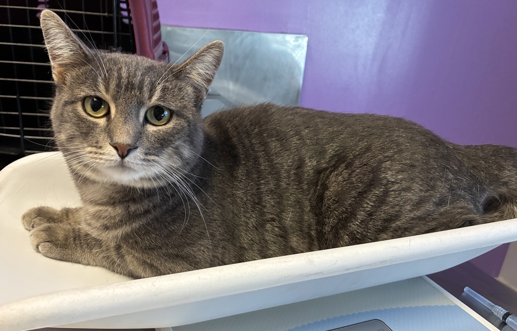 Shelter Stray Female Cat last seen Near E Oakmont Avenue, MURRAY CITY, UT, 84107, 511 W 3900 S, Salt Lake City, UT 84123, USA