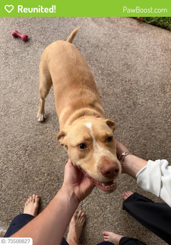 Reunited Male Dog last seen Highland Meadows, Colleyville, TX 76034