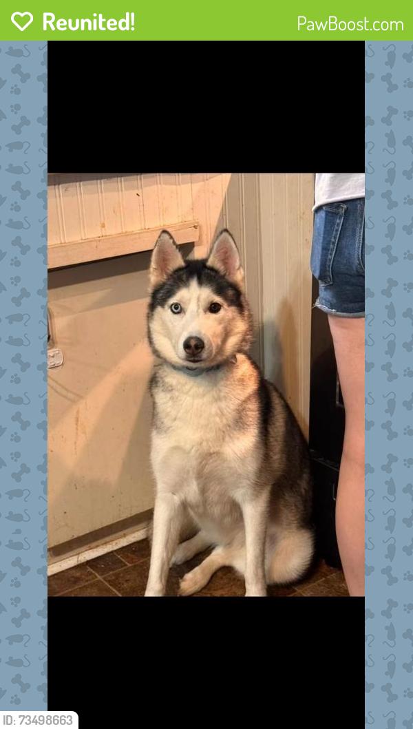 Reunited Female Dog last seen Back field behind our hse, Tullahoma, TN 37388