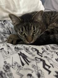 Lost Male Cat last seen Pipeline, Hurst, TX 76053
