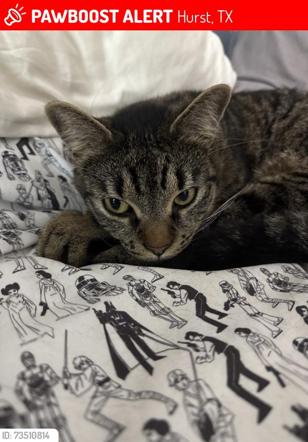 Lost Male Cat last seen Pipeline, Hurst, TX 76053