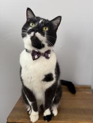 Reunited Male Cat last seen Fairview Ave N and County Rd C West, Roseville, MN 55113