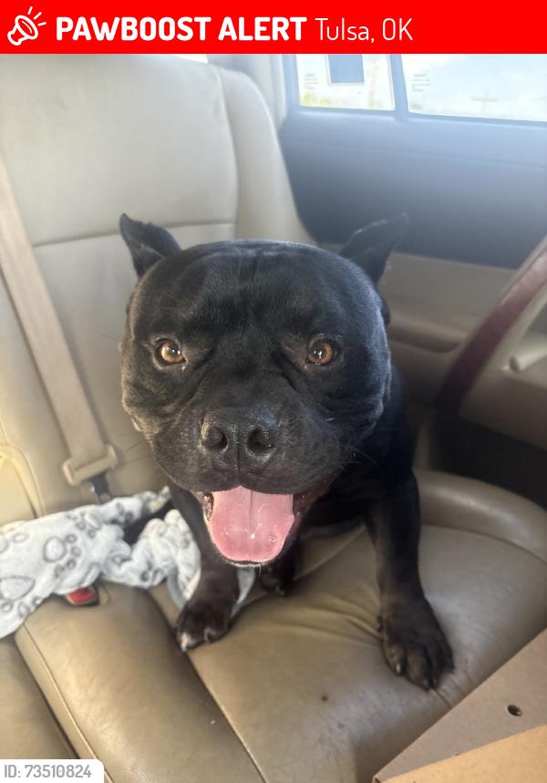Lost Male Dog last seen 41st and 25th, Tulsa, OK 74107