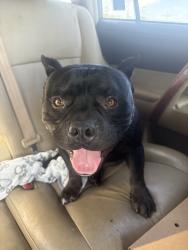 Lost Male Dog last seen 41st and 25th, Tulsa, OK 74107