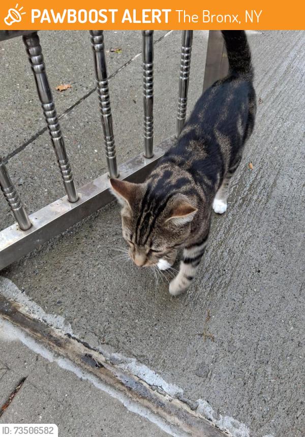 Found/Stray Male Cat last seen Paulding ave near Rhinelander, Bronx NY, The Bronx, NY 10469