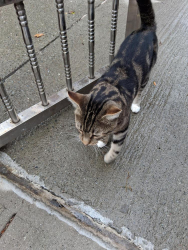 Found/Stray Male Cat last seen Paulding ave near Rhinelander, Bronx NY, The Bronx, NY 10469