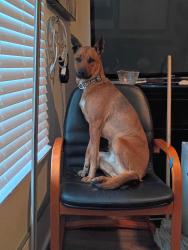 Lost Male Dog last seen Ofarrell and Jones, San Francisco, CA 94102