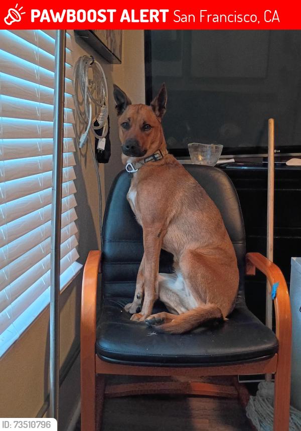 Lost Male Dog last seen Ofarrell and Jones, San Francisco, CA 94102