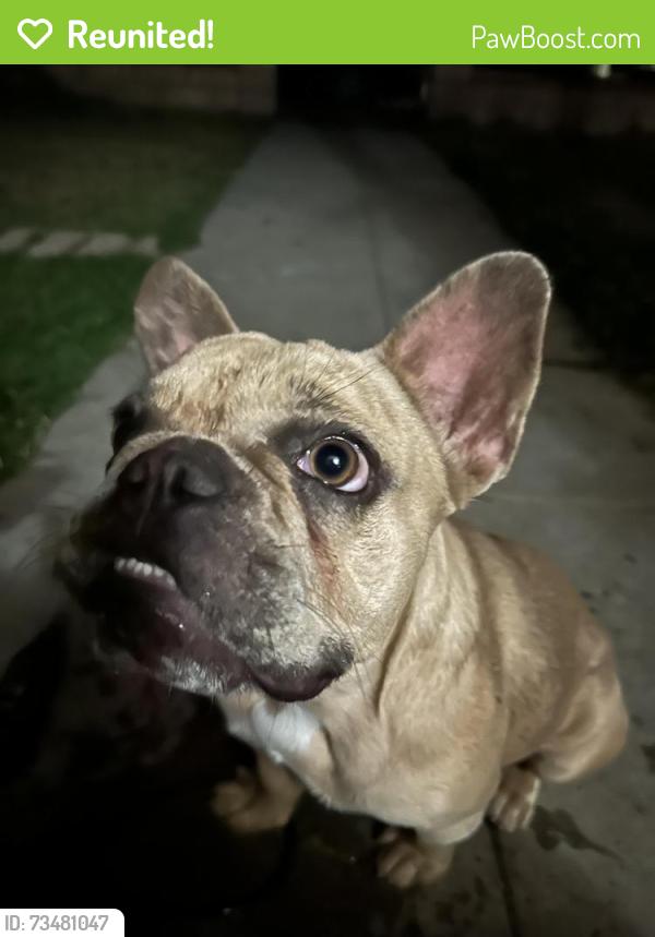 Reunited Female Dog last seen Mt Vernon and 7th street, San Bernardino, CA 92401