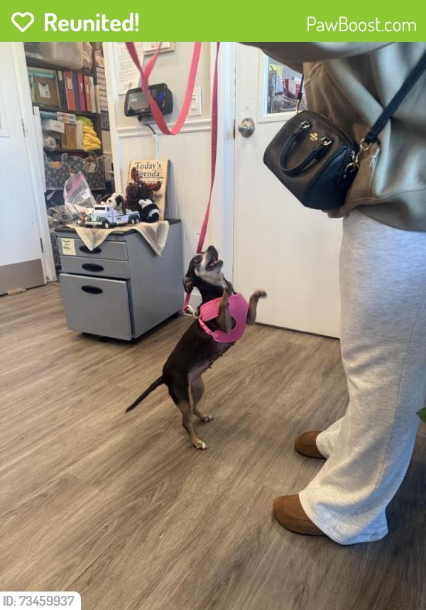 Reunited Female Dog last seen 20th ave & E 19th st Paterson NJ, Paterson, NJ 07501