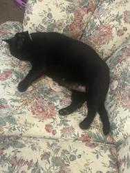 Lost Male Cat last seen Mercury and king street, Hampton, VA 23666