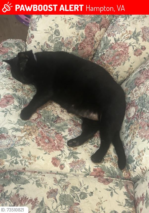 Lost Male Cat last seen Mercury and king street, Hampton, VA 23666