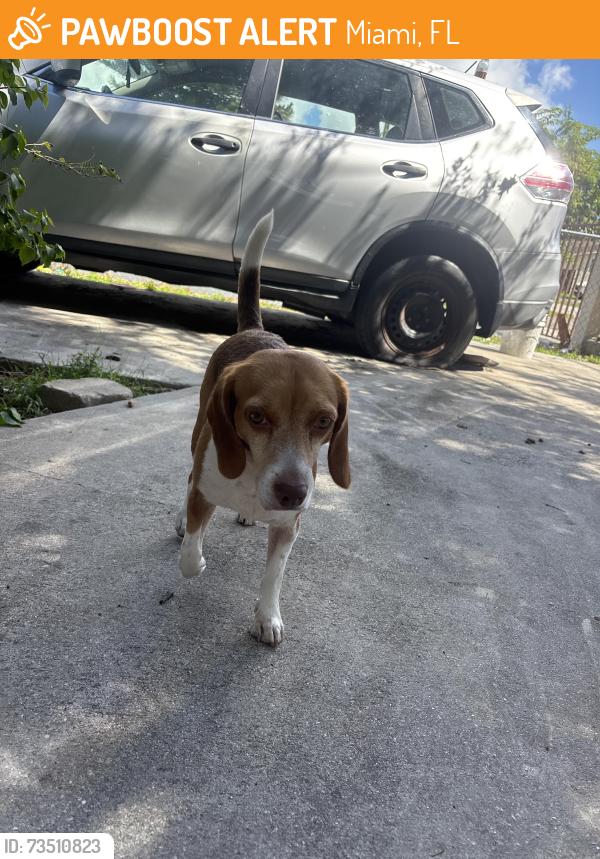 Found/Stray Female Dog last seen near 27 ave n 6 st by the CVS, Miami, FL 33125