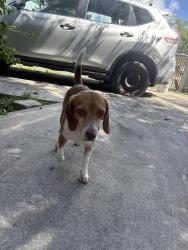 Found/Stray Female Dog last seen near 27 ave n 6 st by the CVS, Miami, FL 33125