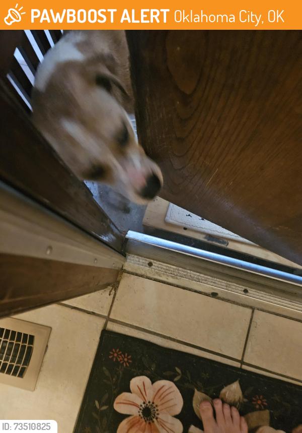 Found/Stray Unknown Dog last seen Near Skylark Lane, Oklahoma City, OK 73162