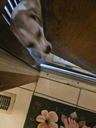 Found/Stray Unknown Dog last seen Near Skylark Lane, Oklahoma City, OK 73162