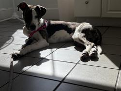 Reunited Female Dog last seen Whitford Ave, Providence, RI 02908