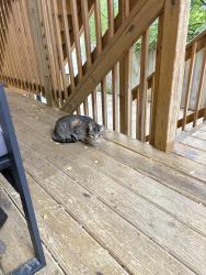 Reunited Unknown Cat last seen Found on my porch behind Mary E Courtenay Elementary School, Chicago, IL 60640