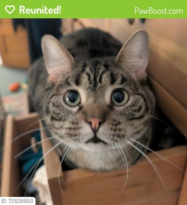 Reunited Male Cat last seen West Sunnyside and North Seeley, Chicago, IL 60625