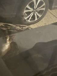 Found/Stray Unknown Cat last seen 11 mile and Rialto St, Madison Heights, MI 48071