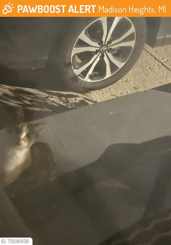 Found/Stray Unknown Cat last seen 11 mile and Rialto St, Madison Heights, MI 48071