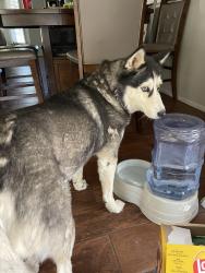 Reunited Unknown Dog last seen Northview St. and Milwaukee St., Boise, ID 83704