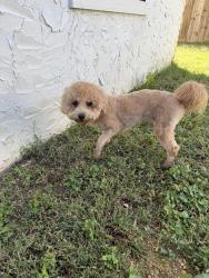 Found/Stray Female Dog last seen North Glen ests, Chattanooga, TN 37343