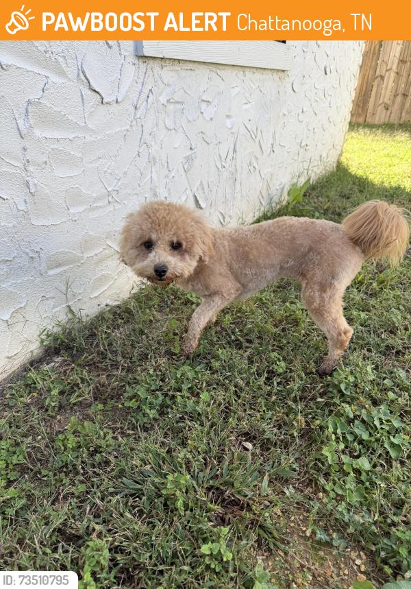 Found/Stray Female Dog last seen North Glen ests, Chattanooga, TN 37343