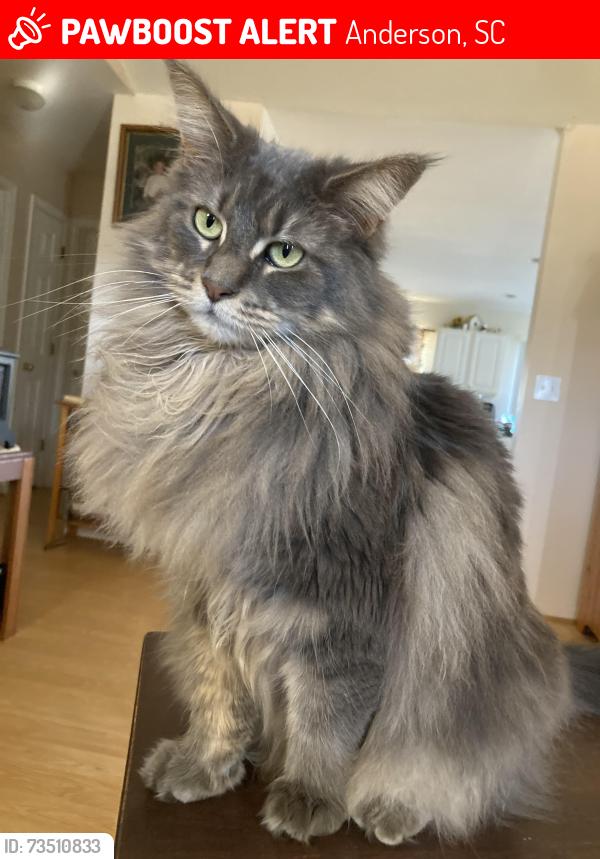 Lost Female Cat last seen Westwood Pt / Cobbs Glen on Old Williamston rd, Anderson, SC 29621