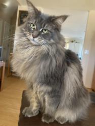 Lost Female Cat last seen Westwood Pt / Cobbs Glen on Old Williamston rd, Anderson, SC 29621