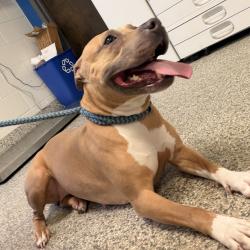 Shelter Stray Female Dog last seen , 244 Georgetown Rd, Jacksonville, NC 28540, USA