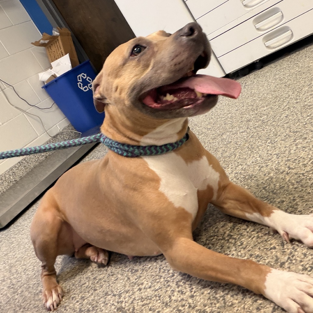 Shelter Stray Female Dog last seen , 244 Georgetown Rd, Jacksonville, NC 28540, USA