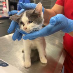Shelter Stray Female Cat last seen , 980 Guilford College Rd, Greensboro, NC 27409, USA