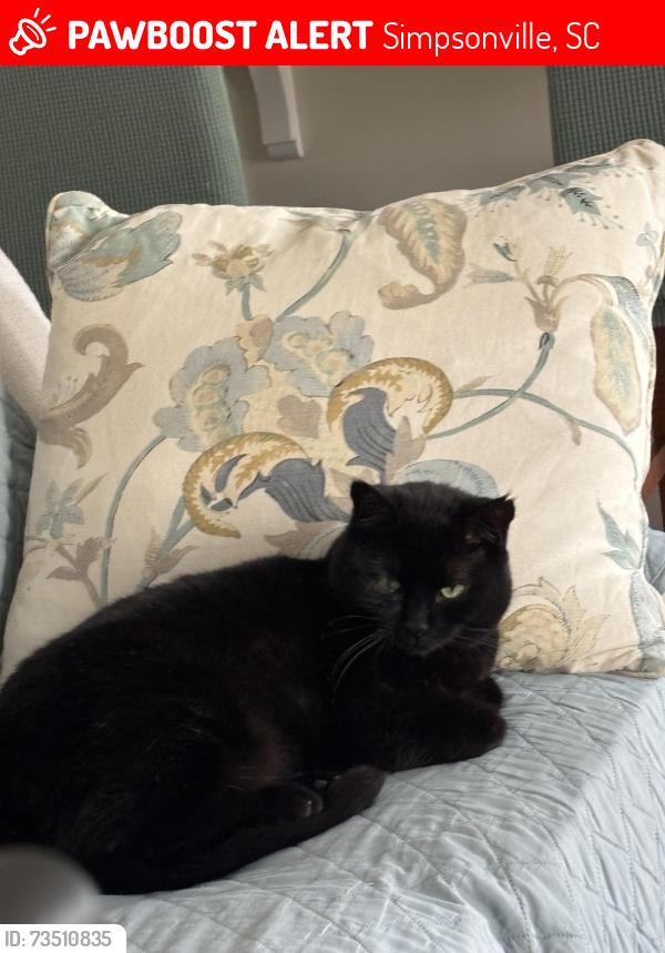 Lost Female Cat last seen Penrith Court-Leeds Court, Simpsonville, SC 29681