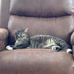 Shelter Stray Male Cat last seen , 8020 Washington St, Port Richey, FL 34668, USA