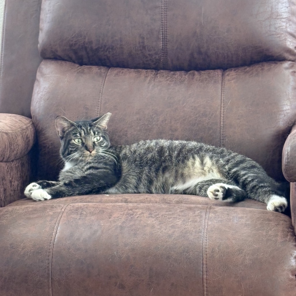 Shelter Stray Male Cat last seen , 8020 Washington St, Port Richey, FL 34668, USA
