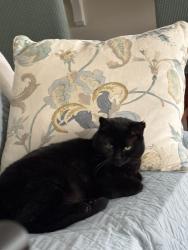 Lost Female Cat last seen Penrith Court-Leeds Court, Simpsonville, SC 29681
