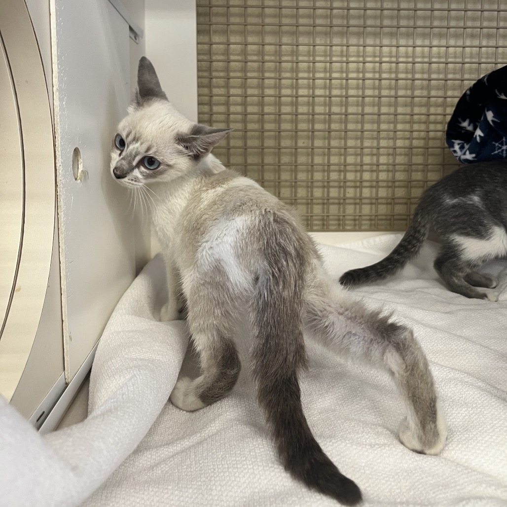 Shelter Stray Male Cat last seen , Animal Care & Control Team of Philly, 111 W Hunting Park Ave, Philadelphia, PA 19140, USA
