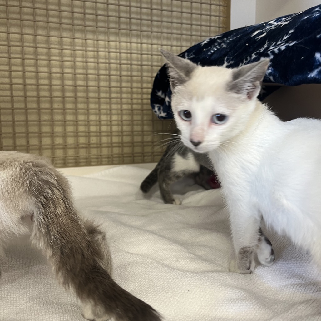 Shelter Stray Female Cat last seen , Animal Care & Control Team of Philly, 111 W Hunting Park Ave, Philadelphia, PA 19140, USA