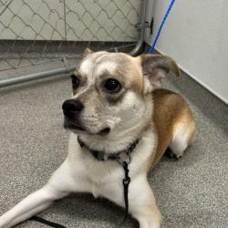 Shelter Stray Male Dog last seen , 21800 Central Ave, Matteson, IL 60443, USA