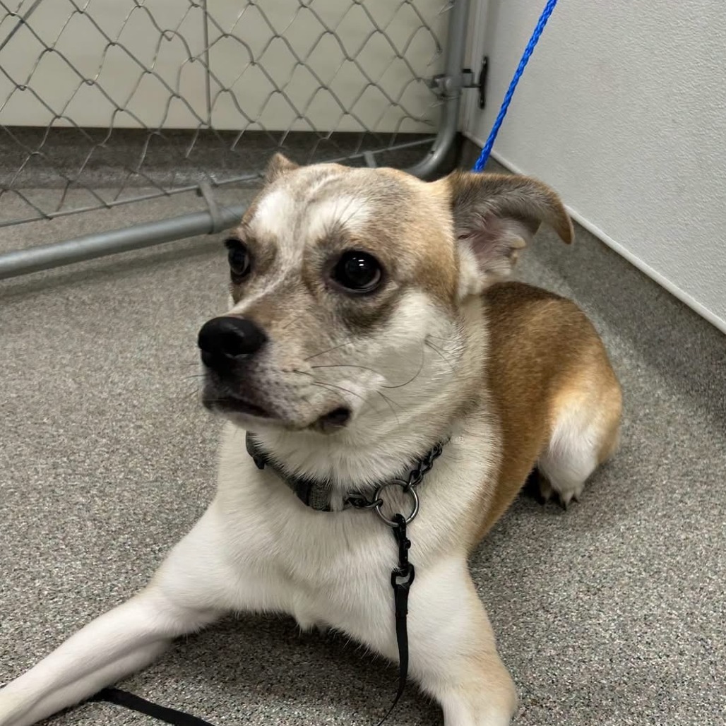 Shelter Stray Male Dog last seen , 21800 Central Ave, Matteson, IL 60443, USA