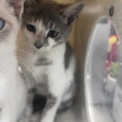 Shelter Stray Female Cat last seen , Animal Care & Control Team of Philly, 111 W Hunting Park Ave, Philadelphia, PA 19140, USA