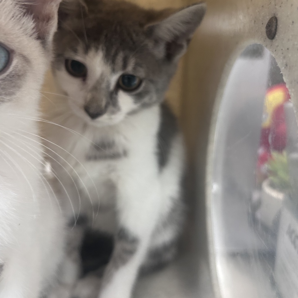 Shelter Stray Female Cat last seen , Animal Care & Control Team of Philly, 111 W Hunting Park Ave, Philadelphia, PA 19140, USA