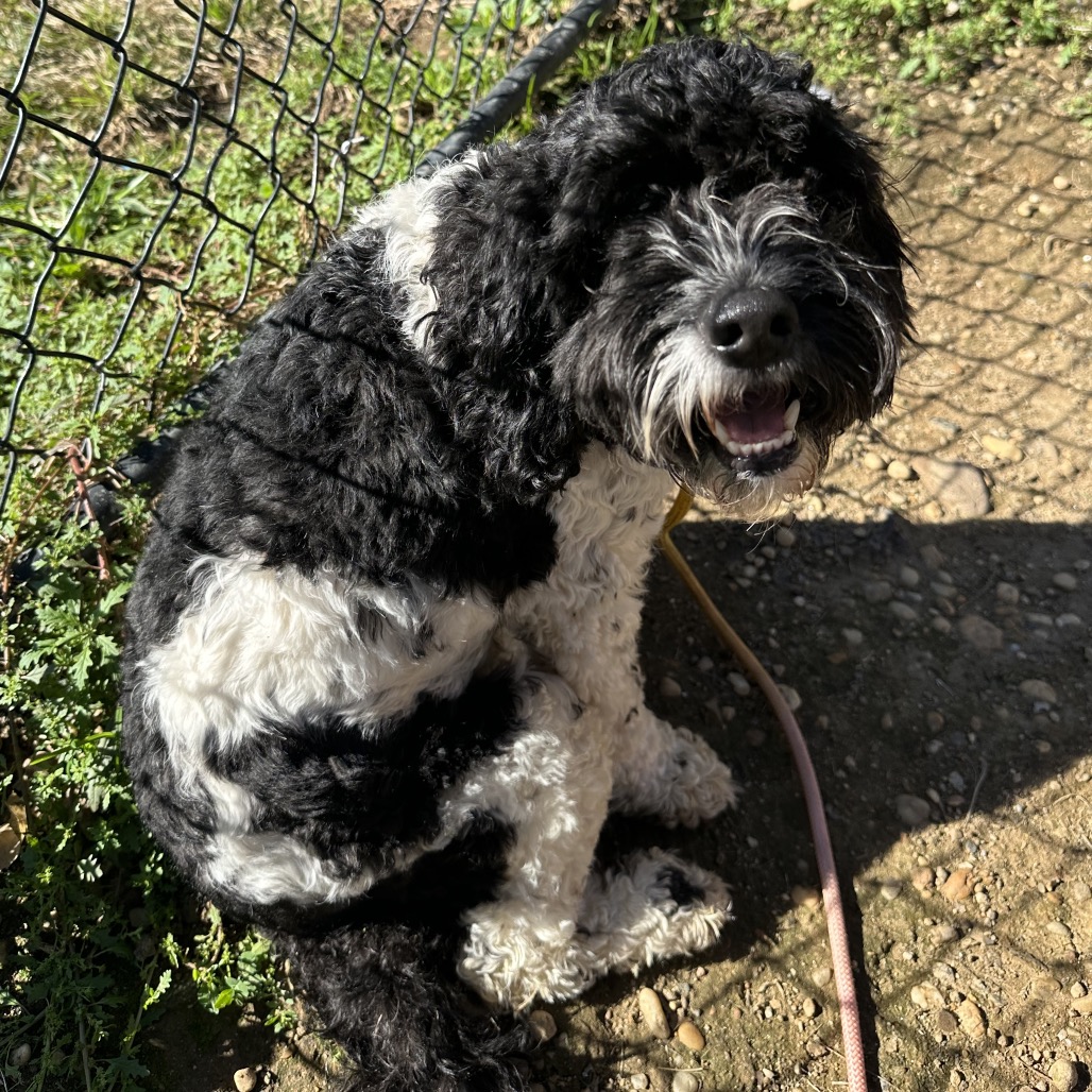 Shelter Stray Male Dog last seen , Animal Care & Control Team of Philly, 111 W Hunting Park Ave, Philadelphia, PA 19140, USA
